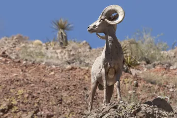 Bighorn Sheep