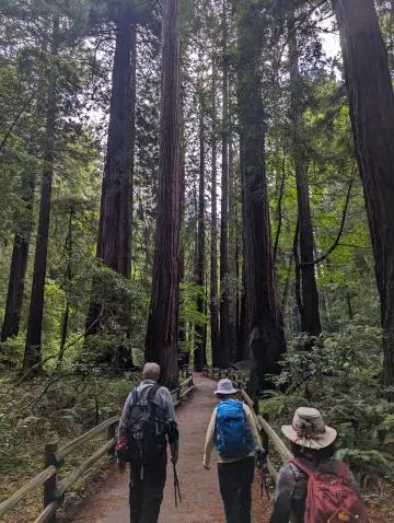 Redwoods