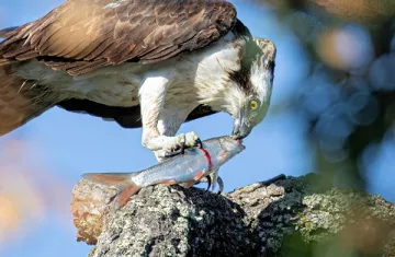 hawk eating fish