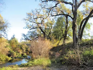 Napa river riparian view