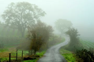 misty forest