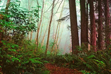 misty forest with red trees