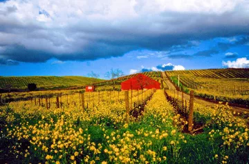 napa vineyards