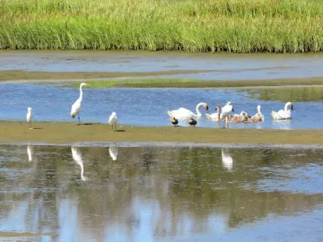 egrets in the wetlands