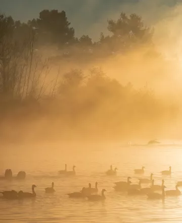 On a foggy morning in golden light, several waterfowl swim on the lake with trees behind them. 