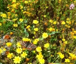 Checkerspot butterfly nectaring on goldfields