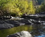 Fall color tree in background, flowing water with large rocks in foreground