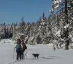 Two cross country skiers and 1 dog under brilliant blue sky