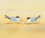 California Least Terns