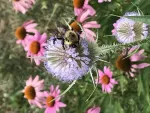 Native plants