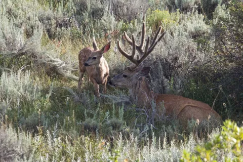 Buck and fawn mule deer