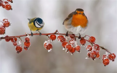 birds in winter