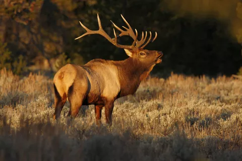 Bull elk bugling