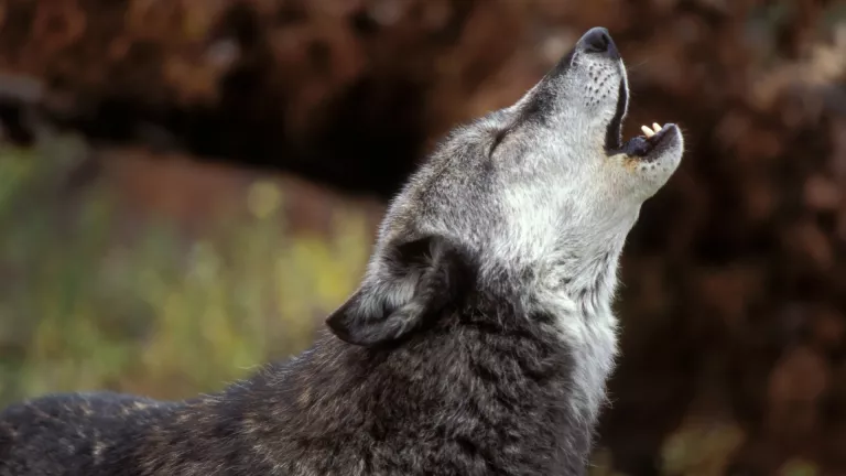 Gray wolf howling