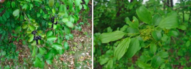 Photos of Common Buckthorn with flowers and berries from Maine.gov