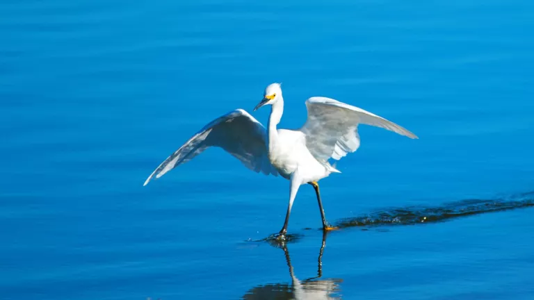 White egret walks in Santa Clara River Estuary in Ventura, California