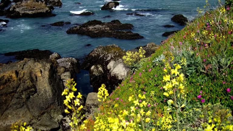 view of ocean and rock, with yellow flowers and ice plants in front