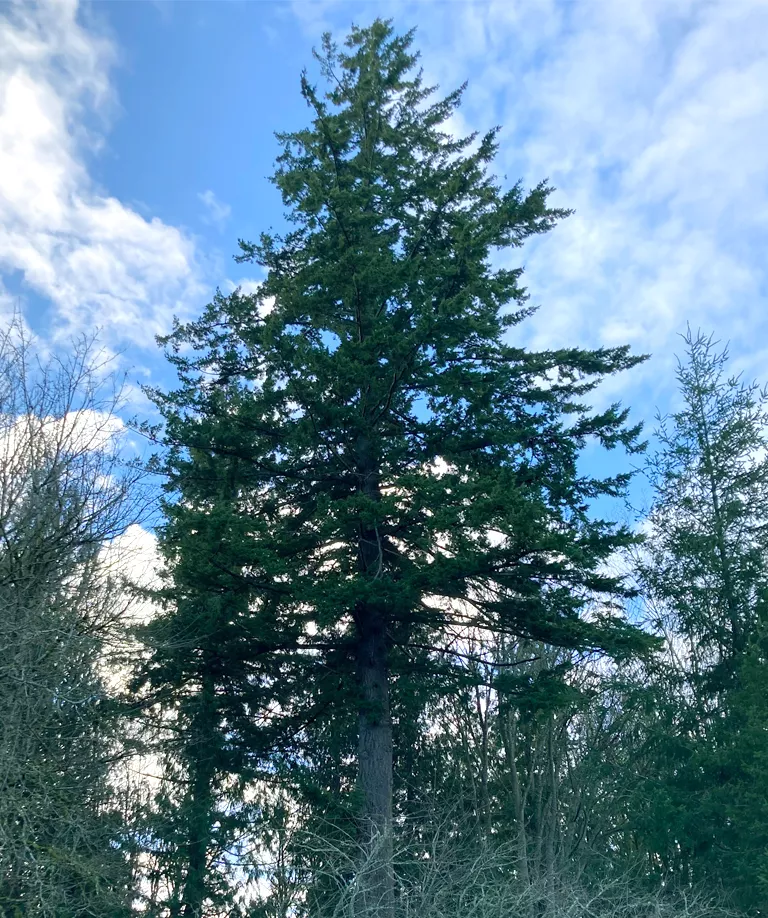 View upward of a large Douglas fir towering over other trees near Jason Mark's house