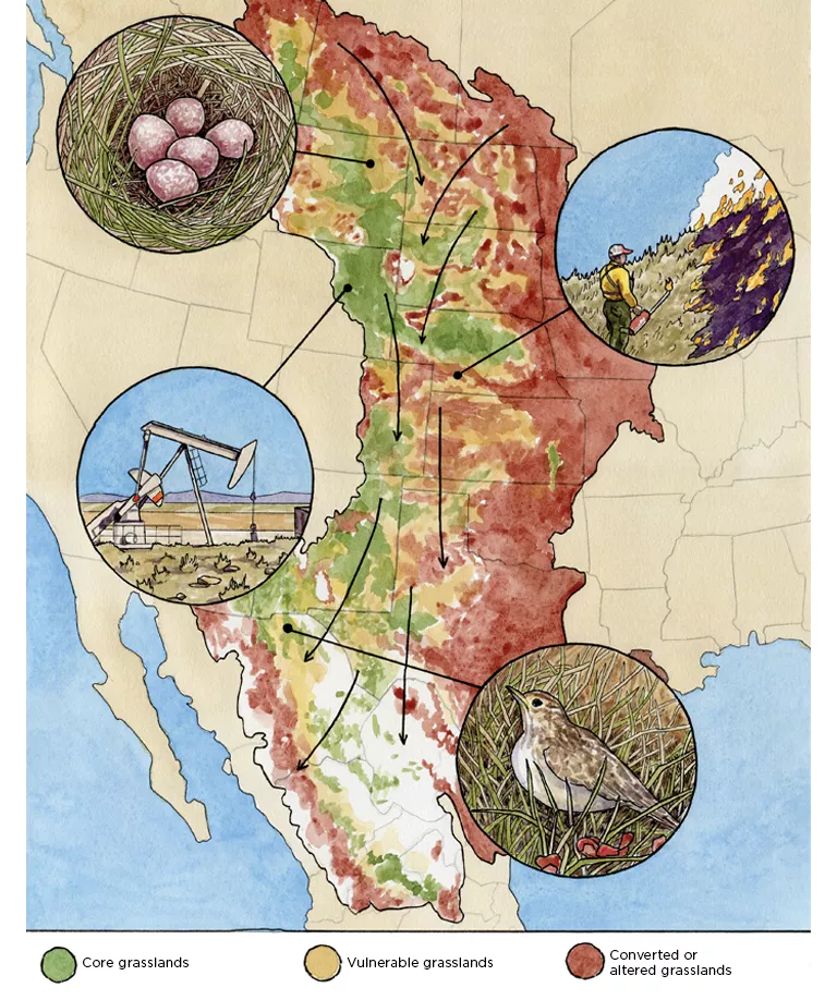  Illustrated map shows colorations for core grasslands, vulnerable grasslands, and converted and altered grasslands. There are round insets with illustrations of a nest with five eggs, a person burning a field, an oil-drilling rig, and a bird.