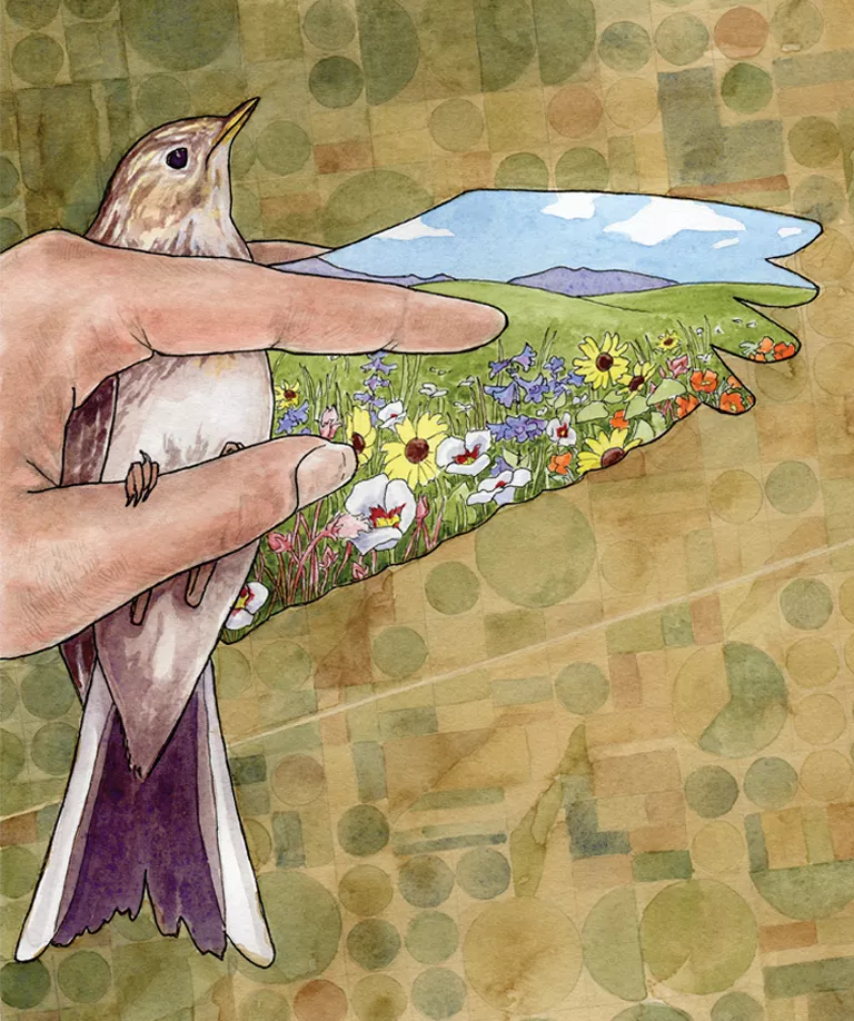  Illustration shows a hand opening up the wing of a small bird. On the inside of the wing is a field with flowers.