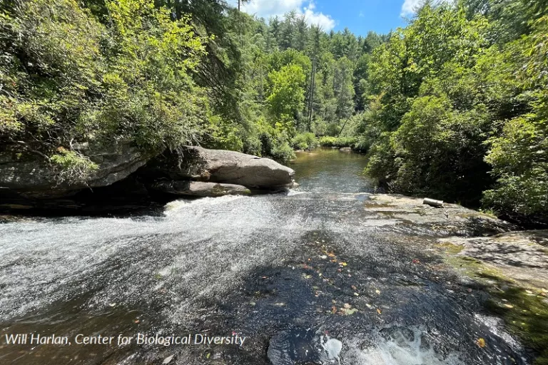 A stream in the Southside are of the Nantahala National Forest. Picture by Will Harlan, Center for Biological Diversity