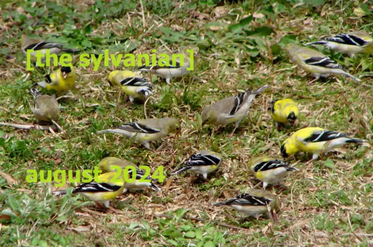 Flock of goldfinches on the ground