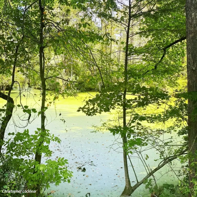 Looking through trees at water in a brilliant green wetlands landscape on Lumbee land near Pembroke, NC. Image by Christopher Locklear.