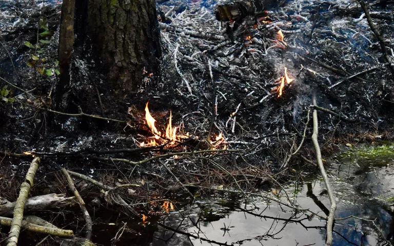 Fire burning on a swamp