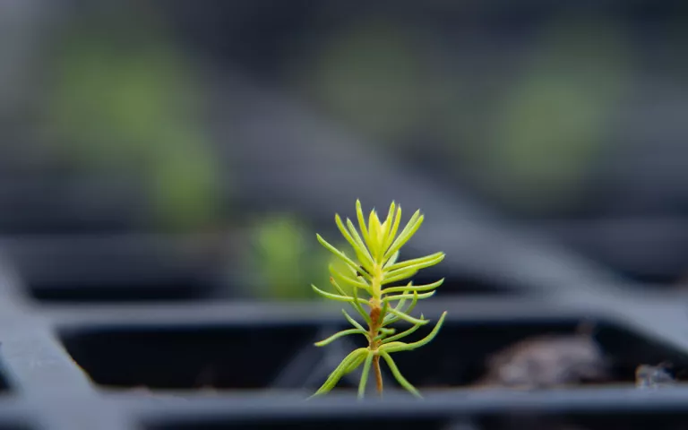 A tiny spruce sapling 