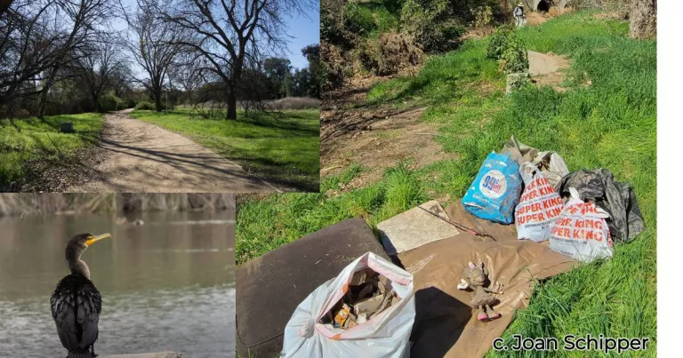 Sepulveda Basin collage 2