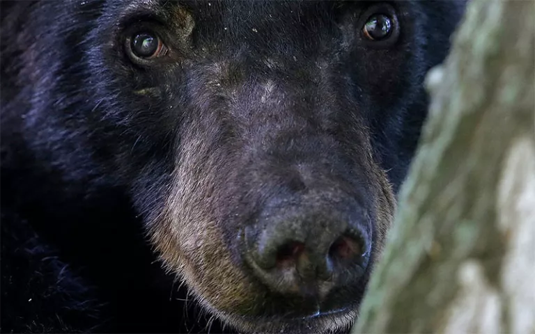 Un ours noir de Louisiane, sous-espèce de l'ours noir, repose dans un chêne d'eau dans un quartier de Marksville, en Louisiane