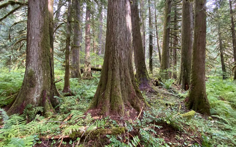 Flat Country area in Oregon's Willamette National Forest. 