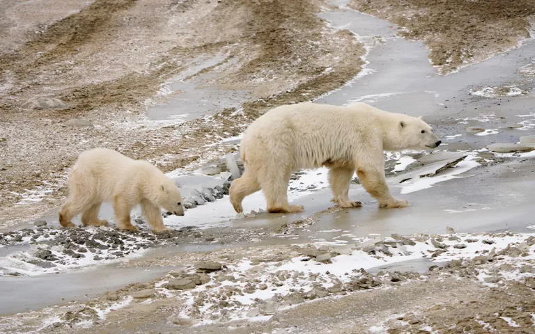 A mother polar bear leads her cub across a frozen stream. 