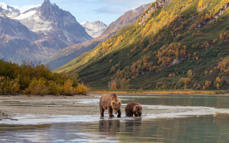 Une mère ourse brune apprend à son petit à pêcher dans le lac isolé Crescent, au milieu de l'un des parcs nationaux les plus reculés des États-Unis.