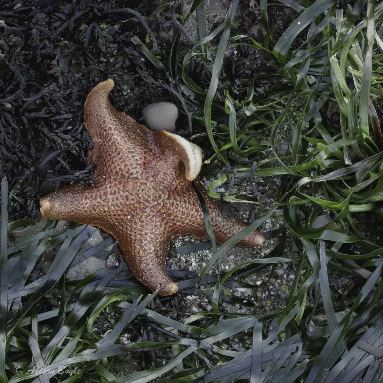 Bat star rests in a bead of sea grass