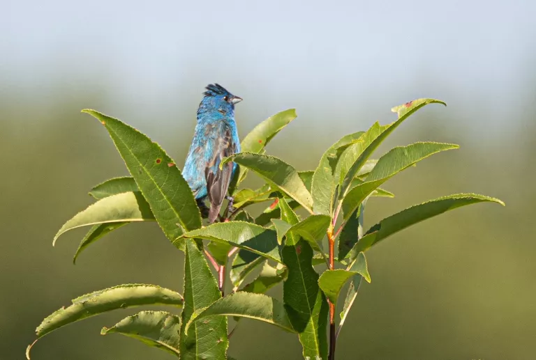 ont indigo bunting at Assunpink