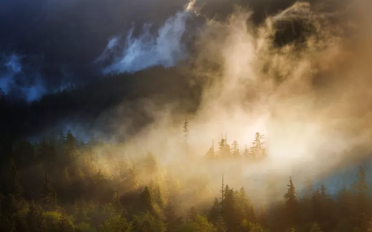 Mist rises from the forest in the Tongass National Forest