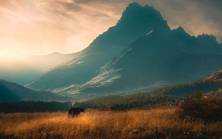 A grizzly standing in a Yellowstone meadow with mountains in the background 