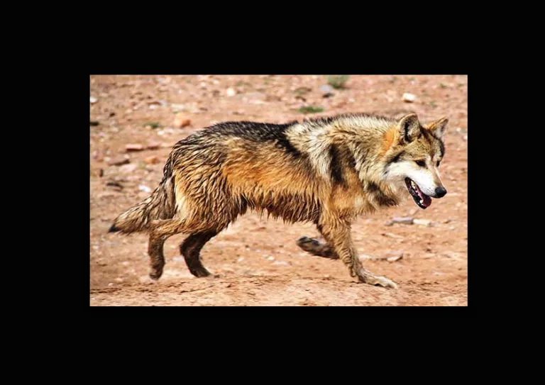 Side view Image of Wolf trotting