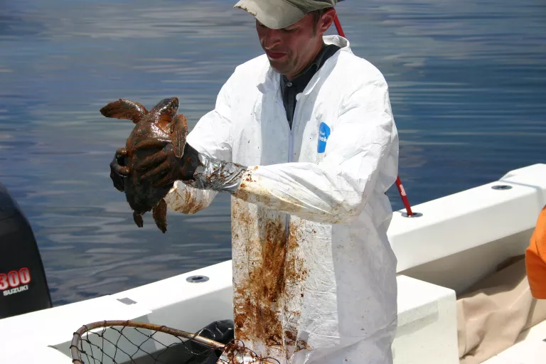 kemps ridley sea turtle hatchling covered in oil