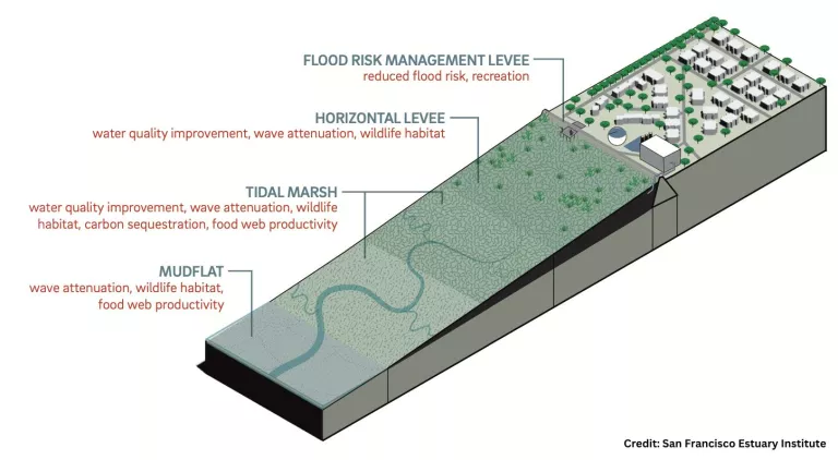 Ecotone levee