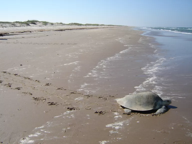 kemps ridley sea turtle on beach heading to water