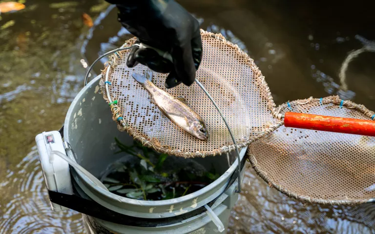 Des pêcheurs électriques bénévoles du CRSA placent une truite arc-en-ciel d'un an dans un seau de rétention. Cette truite sera mesurée, pesée et étiquetée avant d'être relâchée plus en aval, là où la rivière ne s'assèchera pas.