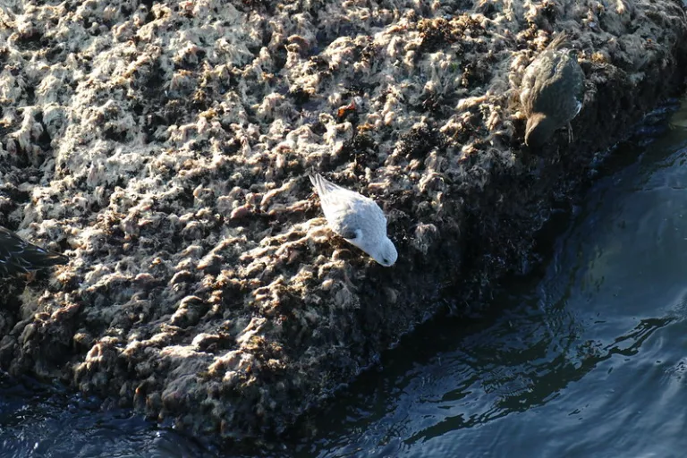 Bird on the rocks