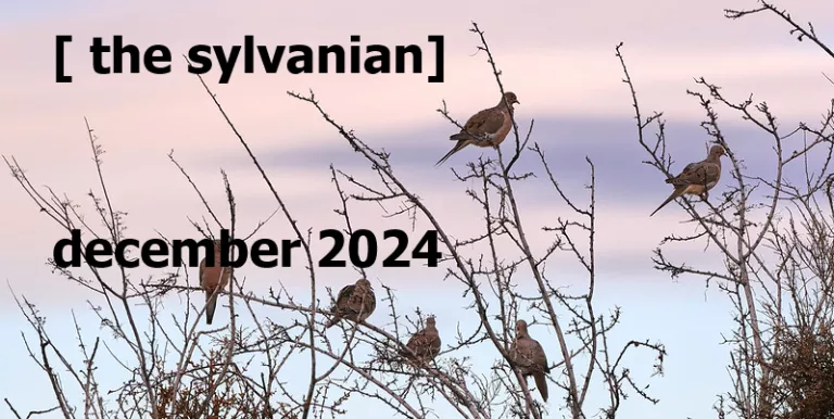 Mourning doves in branches against a pink cloud