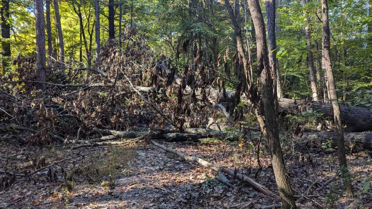 Fallen branches and tree trunk across a forest trail. The trail is also covered with fallen brown leaves. Some of the trees standing in the woods still are still green.