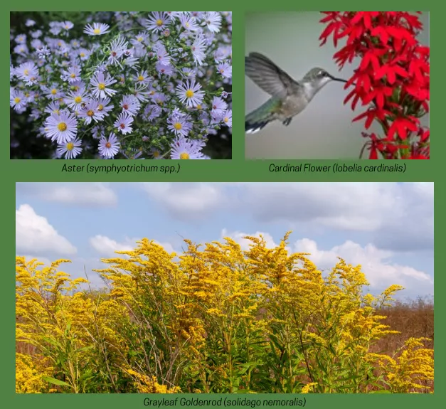 (3) three photos of different flowers; purple Aster, Red Cardinal flowers, and yellow Goldenrod