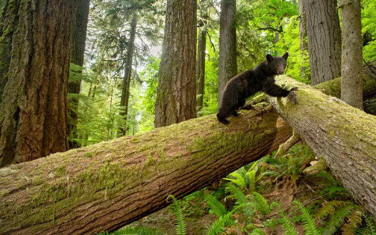 A black bear traverses a downed log in a verdant old-growth forest, illustrating its many non-monetary values. | Photo by David Herasimtschuk