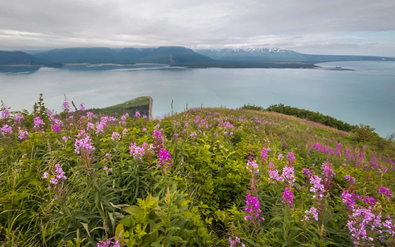 Wildflowers are in bloom near the 2,674-foot summit of Chisik Island, overlooking Alaska’s Tuxedni Bay. Tuxedni Bay, at the edge of Lake Clark National Park and Preserve, is critical habitat for endangered Cook Inlet beluga whales. Yet a gold mine proposed for an area known as the Johnson Tract inside the national park would include a major industrial port and haul road on the undeveloped shore of Tuxedni Bay, jeopardizing this quiet refuge. | Photo by Hamish Laird