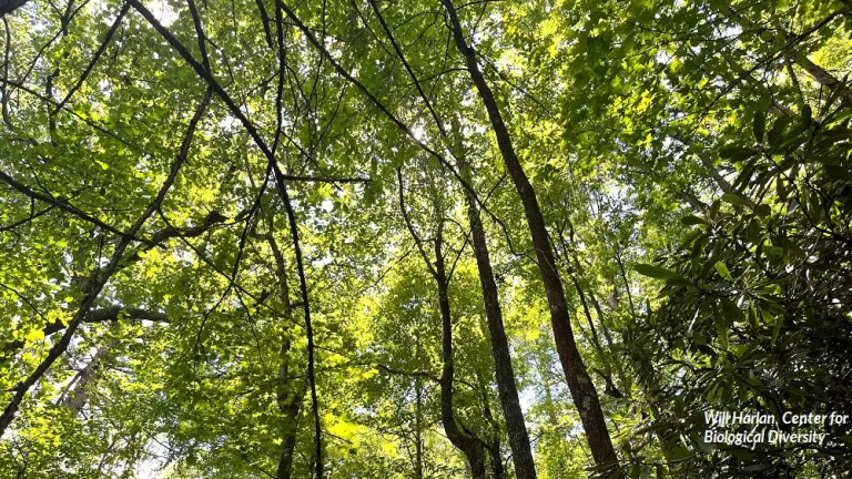 Looking up at green tree branches in the Southside section of the Nantahala National Forest